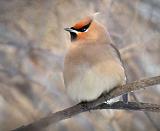 Perched Waxwing_05250